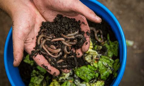 The Magic Within: How Witchcraft Improves Worm Nutrient Production